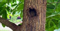 カブトムシやクワガタに好かれる木→自宅の庭に植えたら……「うわ！」「すげえ！！」とんでもない光景が160万表示