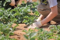 「抜いても抜いても雑草が生えてくるので困っていました」　カインズの“防草シート”が大好評　「価格以上の品質」「リピート購入しました」