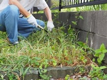 【画像】フマキラーの“シャワータイプの除草剤”