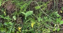 草刈り中に見つけた葉っぱ→「まさかな」と思いつつ抜いたら…… 驚きの正体に「お宝やね」「生命力すごい」