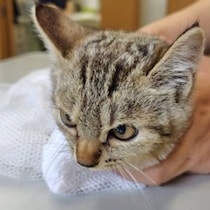 【画像】甘える姿をもっと見る