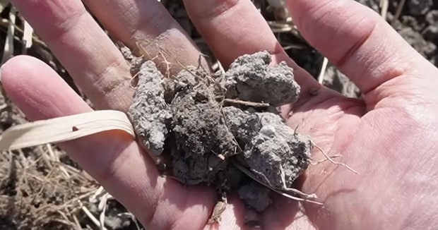 友人の田んぼで取った土→水槽で水を入れて3カ月後……　興味深い結末に「初めて見た」「こんなデカくなんの？」投稿者に話を聞いた