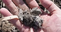 友人の田んぼで取った土→水槽で水を入れて3カ月後……　興味深い結末に「初めて見た」「こんなデカくなんの？」投稿者に話を聞いた