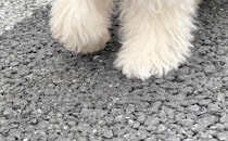 散歩中、小学生に「ぬいぐるみが歩いてる！」と言われた子犬　納得の姿に「最高の褒め言葉！」「遭遇したい」投稿者に話を聞いた