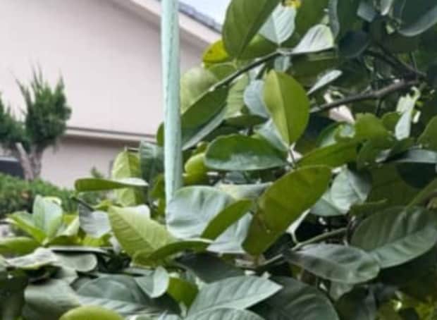 実家の父「うちのレモンは大きくなりすぎるんじゃ」→見に行くと……　「羨ましい」「いっぱい果汁が取れそう」