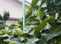 実家の父「うちのレモンは大きくなりすぎるんじゃ」→見に行くと……　「羨ましい」「いっぱい果汁が取れそう」