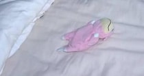 孫が実家に忘れたポケモンのぬいぐるみ→おじいちゃんが孫のために……　「本当に優しくて素敵」まさかの光景に「羨ましくなっちゃった」