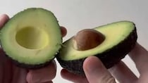 【画像】スタバのカップで育てたアボカドの種