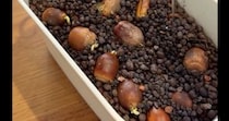 冬に植えたどんぐり→成長を見守っていると……「初めて見ました」　水耕栽培の光景が90万再生「かわいい」「癒やされました」