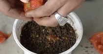 【動画】トマトが育つまでを見る