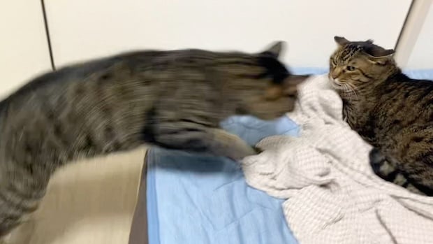 狂暴猫と凶暴猫、目が合った3秒後……　爆笑の“裏切り”に「ばちおもろい」「カウンターキメてるのジワルw」