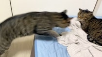 狂暴猫と凶暴猫、目が合った3秒後……　爆笑の“裏切り”に「ばちおもろい」「カウンターキメてるのジワルw」