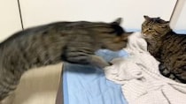 【動画】ケンカの様子