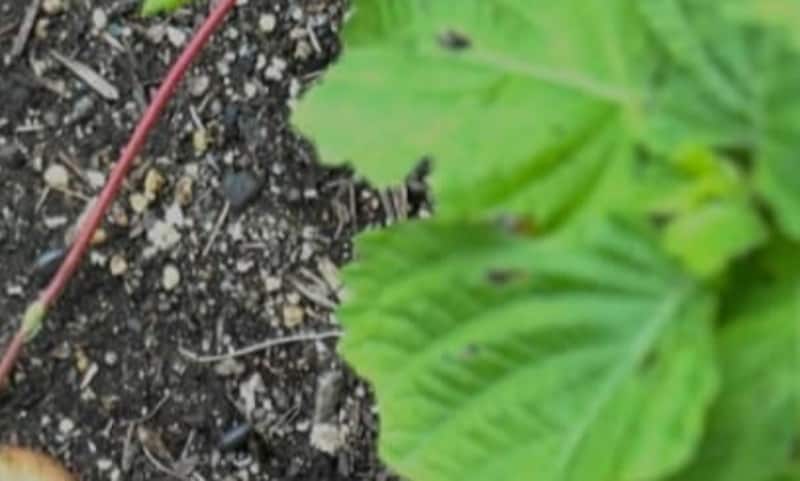 庭に植えた長ネギ→葉が伸びず、掘り返すと……「え??」　予想外の光景に「必死に強化しまくったんですね!?」