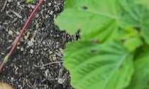 庭に植えた長ネギ→葉が伸びず、掘り返すと……「え??」　予想外の光景に「必死に強化しまくったんですね!?」