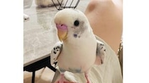 鳥用ヒーターに寄り添うインコ、よく見たら→「あったかい……？」　まさかの光景に「いや、あってるけどww」「笑いが止まらない」