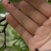 息子が庭の草刈り中、「すごいもの」を発見→家族が悲鳴を上げた正体に「ぎゃぁぁぁぁぁぁ!!」「こんなに大きいのは初めて」