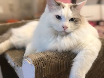 「もっと早く買えばよかった」「毎月交換してたのが嘘のよう」口コミ集まる猫の爪とぎを、大型猫が3カ月使ったら……【nyans 爪とぎレビュー】