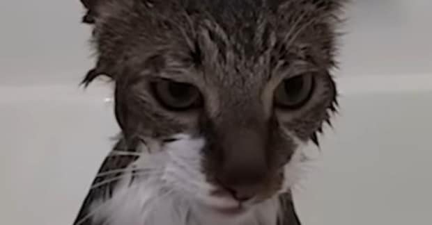 飼い主「お前ら本当に猫か…?」 湯船にドカッと座る猫の姿に爆笑「筋金入りの風呂好き」「すっげぇーかわいい」