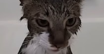 飼い主「お前ら本当に猫か…？」　湯船にドカッと座る猫の姿に爆笑「筋金入りの風呂好き」「すっげぇーかわいい」