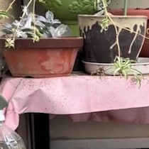 ばーちゃんちのベランダに“家族で”住み着いたのは……目を疑う光景に「えー！！」「これ毎年産みにくるかも」