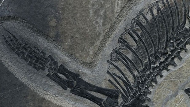 2億4500万年前の「胃袋」まで残った化石が見つかる――　中国で発見された海洋爬虫類、肝臓や腸まで、ほぼ完全な保存状態。最後の食事を物語る痕跡も【海外】