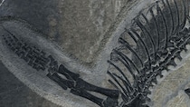 2億4500万年前の「胃袋」まで残った化石が見つかる――　中国で発見された海洋爬虫類、肝臓や腸まで、ほぼ完全な保存状態。最後の食事を物語る痕跡も【海外】