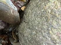 台風直後の海岸で見つけたのは……「えぐいえぐいえぐい」　“まさかの光景”が507万表示「すごい！」「紛れも無い1級品」