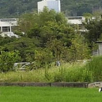 実家の父「うちの田んぼでたくさんの人が写真撮ってる」→見れば納得の光景に「えすごい！」「こんなに見れるなんて」