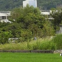 【画像】実際の田んぼ（全体を見る）