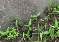 田植え中、足元に違和感→見てみると……「でっか！」　泥の中から現れた“まさかの生き物”に「田んぼにいるんですね！」「びっくりです」