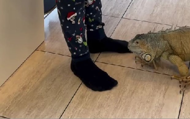飼い主の足元にやってきた大きなイグアナ→次の瞬間……「え？」　まさかの姿と表情が550万再生「驚いた」【海外】