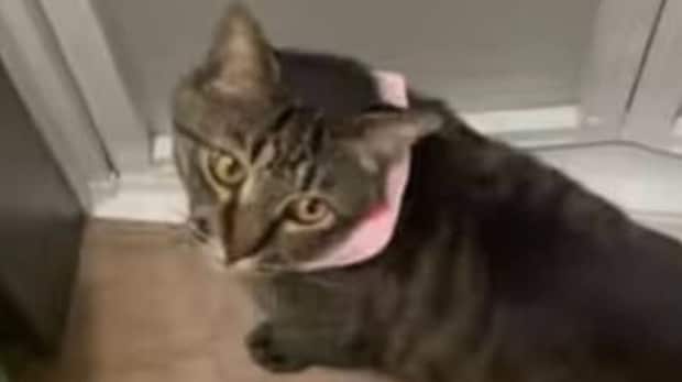 飼い主にめちゃくちゃ“口ごたえする猫”の姿に爆笑 「不貞腐れてるww」「丁寧語なのが可笑しい」「知能凄いな」