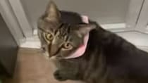 飼い主にめちゃくちゃ“口ごたえする猫”の姿に爆笑　「不貞腐れてるww」「丁寧語なのが可笑しい」「知能凄いな」