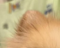 散歩中、「レッサーパンダみたい」と言われた犬→納得の姿に「ちょっとわかる」「きゃわいすぎていかん」