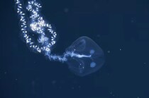 水深1800メートル超に「オタマジャクシ」？　深海で“謎の海洋生物”を発見【海外】