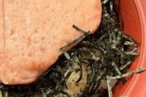 すき家で“まぐろたたき丼”を注文→届いたのは……「遠回しの告白ってこと？」驚きの光景が440万表示「おめでとう」「受け取ってあげて」