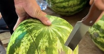 スイカに5回切れ目を入れた後、包丁を取り出すと……「これは最高すぎる」　1140万再生の“驚きの切り方”に「今すぐ食べたい」「良い匂いがしてきそう」【海外】