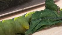 「イモムシも飼われると野生を失う」→驚がくの姿に「家におる時のワシやないか」「きゃわわわわわ！」