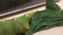 【画像】驚きの姿
