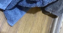 【画像】服から飛び出してきたもの