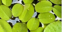 暑い中、庭のメダカビオトープに集まってきたのは……「最高」　驚きの光景に「生き物の役にたってる」