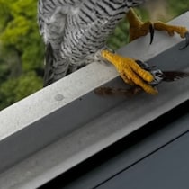東京都心のオフィスビルで仕事中、窓の外の“絶滅危惧種”と目が合って……　驚きの正体に「この世で一番好き」「ベストショットですね！」