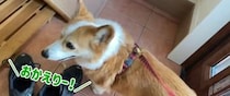 散歩から帰った愛犬に長女が「おかえりー！」→次の瞬間……　電車の中で見てはいけない爆笑ハプニングに「いなり寿司w」「何回見ても面白い」