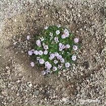 玄関先に植えた“1株のイワダレソウ”→毎日観察して9年後……　目を疑う光景に「家が侵食されてる」「生命のパワーを感じます」