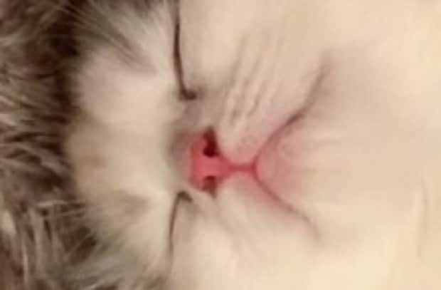 飼い主「寝相ヒドすぎ」→子猫を見てみると……「これもはや骨折してへんか？」電車の中で見てはいけない姿に「笑うわｗ」「凄すぎる」