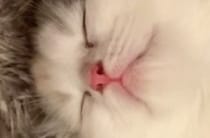 飼い主「寝相ヒドすぎ」→子猫を見てみると……「これもはや骨折してへんか？」電車の中で見てはいけない姿に「笑うわｗ」「凄すぎる」