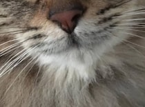 「猫界の北川景子」と言われた元保護猫→納得の姿に「異論なし！」「はい優勝」「間違いなく北川景子」