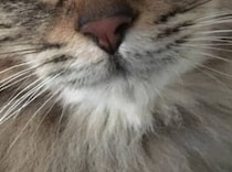 【画像】子猫のころを見る