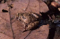 マダガスカルで「新種のカエル」7種を確認――　絶滅も危惧される「ダイヤモンドガエル」の新種を発見。研究者はさらなる新種の可能性も指摘【海外】